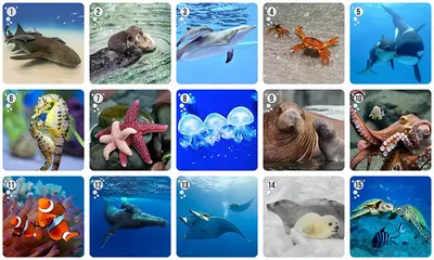 Морские животные – скачать pdf на ЛитРес