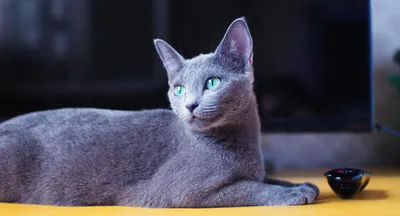 Впечатляющие фото Московская голубая кошка
