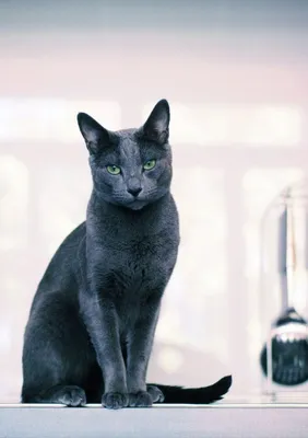 Прекрасные изображения Московская голубая кошка