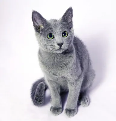 Фото Московская голубая кошка для скачивания