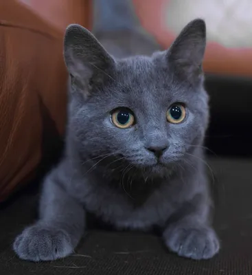 Набор фото Московская голубая кошка в высоком разрешении