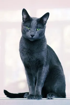 Фотографии Московская голубая кошка для обоев