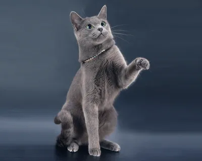 Уникальные фотографии Московская голубая кошка
