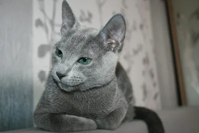 Скачать бесплатно Московская голубая кошка в формате jpg
