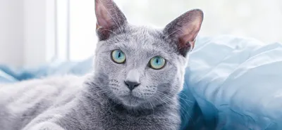 Фото Московская голубая кошка с возможностью выбора размера