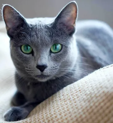 Чудесные фото Московская голубая кошка
