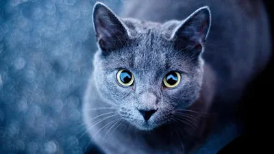 Авторские изображения Московская голубая кошка