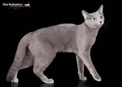 Изображение Московская голубая кошка для фона
