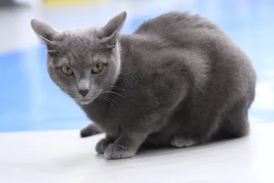 Картинки Московская голубая кошка с возможностью скачивания