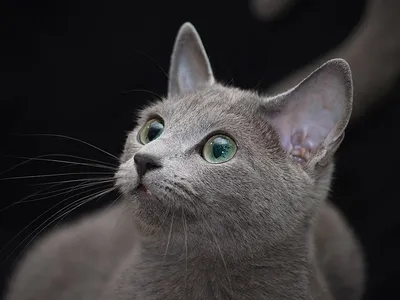 Качественные изображения Московская голубая кошка для скачивания