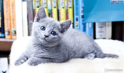 Набор фото Московская голубая кошка в разных размерах