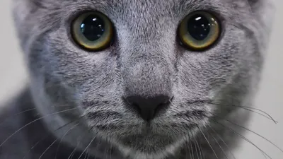 Набор качественных фотографий Московская голубая кошка с возможностью выбора размера