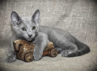 Фото Московская голубая кошка в формате jpg для обоев