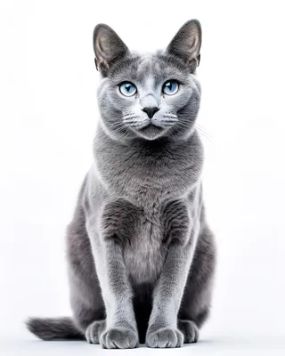 Набор фото Московская голубая кошка со свободным скачиванием