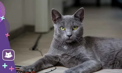 Качественные изображения Московская голубая кошка
