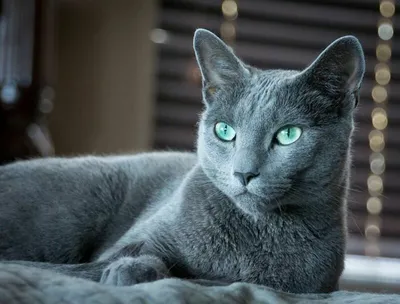 Бесплатные фотографии Московская голубая кошка