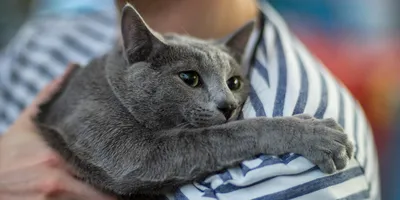 Скачать Московская голубая кошка в формате webp