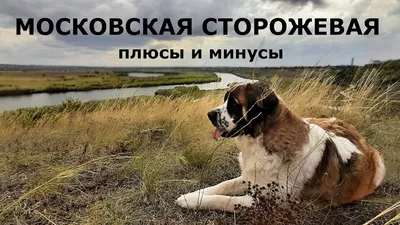 МОСКОВСКАЯ СТОРОЖЕВАЯ собака. Плюсы и минусы породы MOSCOW GUARD DOG -  YouTube