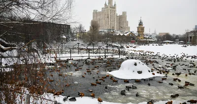 Московский зоопарк зимой фото фотографии