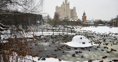 Московский зоопарк зимой фото