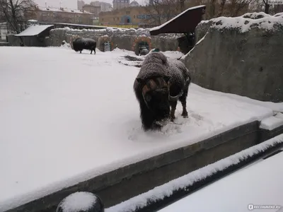 Беби-бум в Московском зоопарке