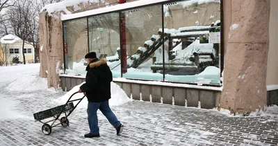 Московский зоопарк: мероприятия, еда, цены, билеты, карта, как добраться,  часы работы — ParkSeason