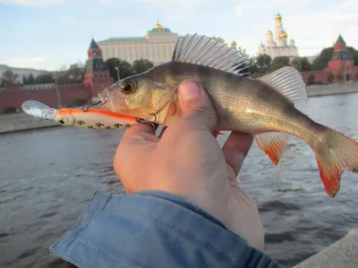 Власти Москвы объяснили окрашивание воды в Москва-реке — РБК