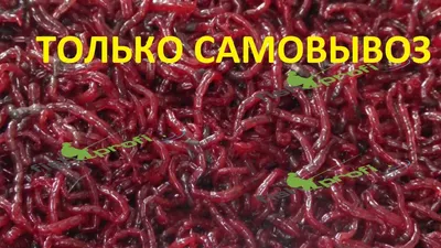 Купить Мотыль мелкий Замороженный корм для рыб - доставка, цена и наличие в  интернет-магазине и аптеках Доктор Вет