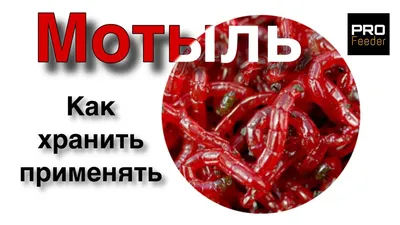 Особенности ловли на мотыля | ВЕРХНЕЛЕБЯЖЬЕ FISH RESORT