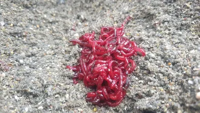 Один цикл из жизни мотыля