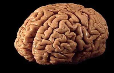 Мозг картинка фотографии