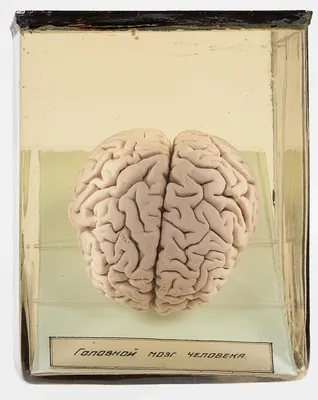 Мозг рисунок для детей - 42 фото