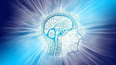 Нейрофизиология: как работает наш мозг - Центр \"Архэ\"