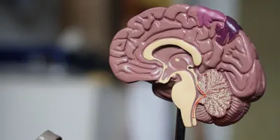 Строение головного мозга человека • Биология, Анатомия и физиология  человека • Фоксфорд Учебник