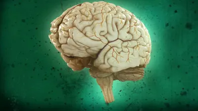 Наш пустой мозг или Почему человеческий мозг не работает как компьютер?