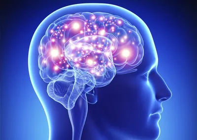 Человек управляет мозгом или мозг человеком: отвечает учёный — Ferra.ru