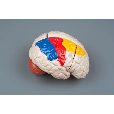Головной мозг, внешнее строение (анатомия человека) плакат глянцевый А1+,  плотная фотобумага от 200г/м2 - купить с доставкой по выгодным ценам в  интернет-магазине OZON (262636655)
