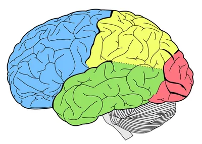 В Мозга — стоковые фотографии и другие картинки Мозг человека - Мозг  человека, Белый фон, Анатомия - iStock
