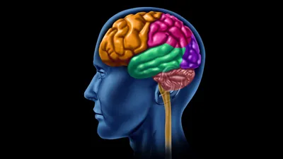 Головной мозг схемы : нормальная анатомия | e-Anatomy
