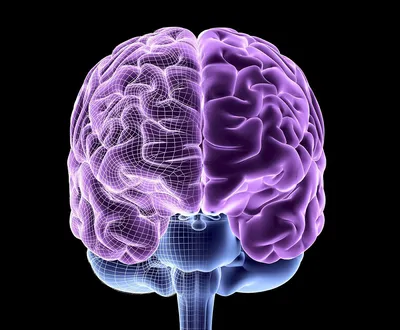 Создание цифровой копии мозга: к чему привел десятилетний проект | РБК  Тренды