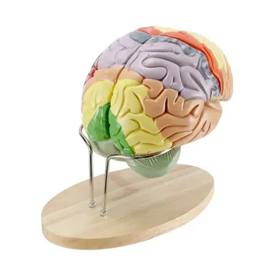 Концепт развития человеческого мозга. Мозг, растущий из дерева. 3d  иллюстрации Stock Illustration | Adobe Stock
