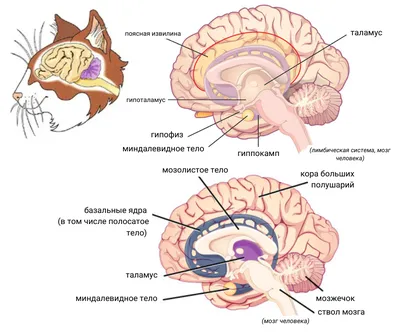 Мозг кошки: увлекательная экскурсия в разум самого загадочного животного
