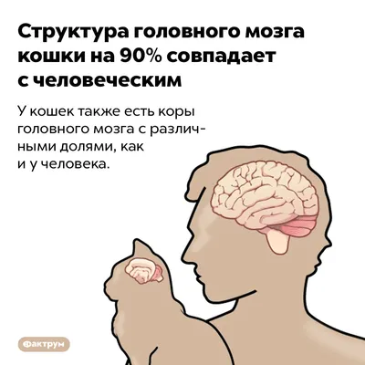 Уникальные фото мозга кошки: взгляд в глубины интеллекта