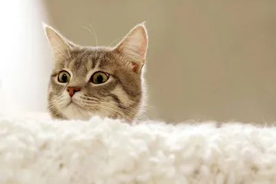 Загадочная тайна мозга кошки: фото и информация на каждой странице