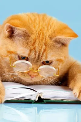 Узнай все о мозге кошки: фото и подробная информация в свободном доступе