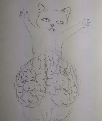 Мозг кошки в объективе: детальные фотографии в разных форматах