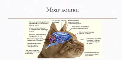 Подробная картинка мозга кошки: узнай больше о функциях и структуре