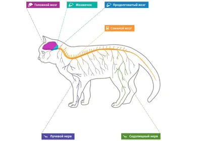 Подробное изучение мозга кошки: загадочные фотографии и подробная информация