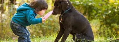 Что важно знать о течке у собак, чтобы сохранить здоровье питомца -  Лайфхакер