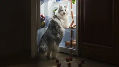 Дети бежали домой в слезах\": бездомные собаки растерзали кошку в одном из  дворов Южно-Сахалинска - Новости Сахалинской области. Происшествия - astv.ru